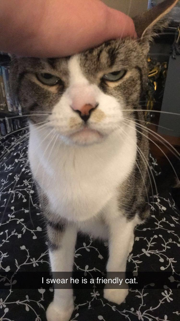 I went to pet him I guess he just wasnt in the mood