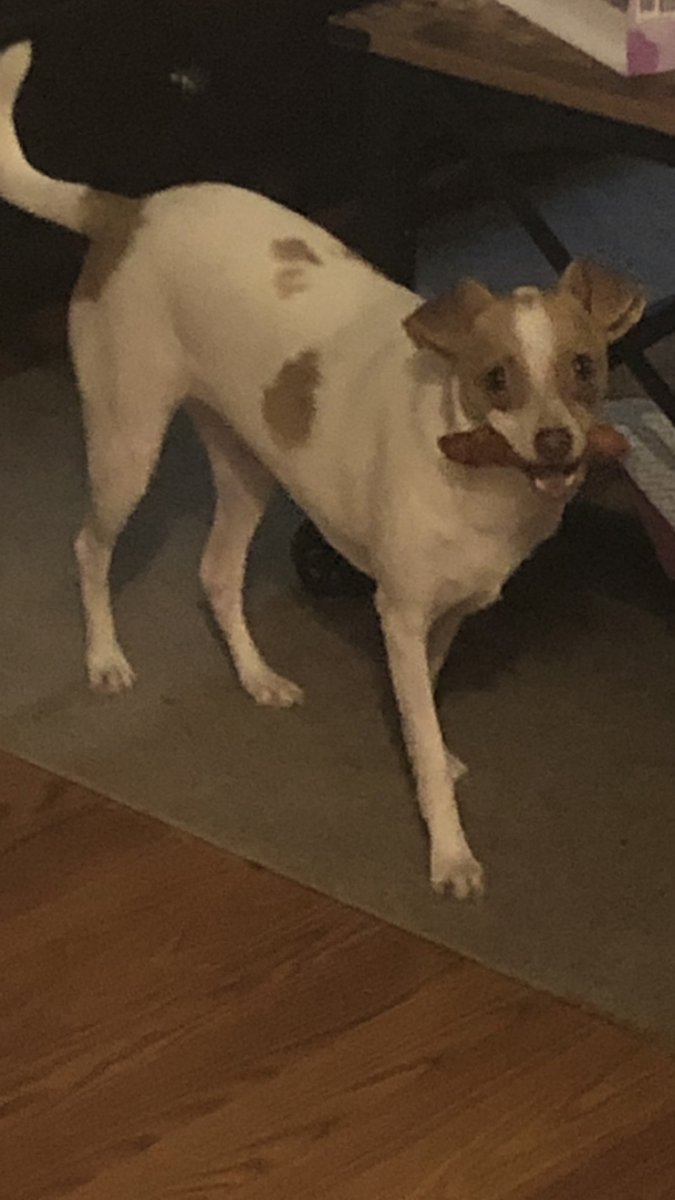 I went to the bathroom and came back to a chicken tender missing from my plate I walked into the other room and he froze like this