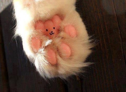 I will never look at my cats paws the same