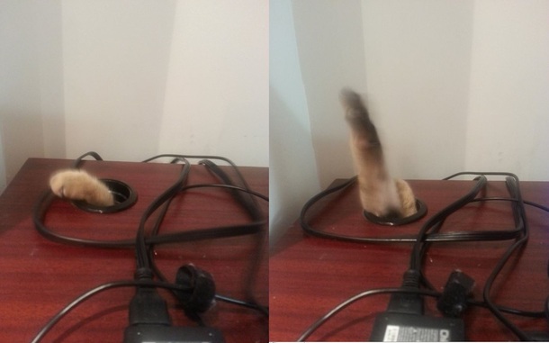 I wont let my cat on my desk Her struggle continues