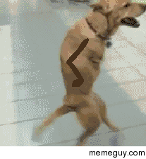 I would like to think this is what the dog would do if he had arms
