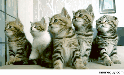 I would pay top dollar for a synchronized live kitten show