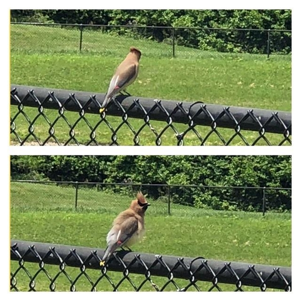 I yelled at this bird