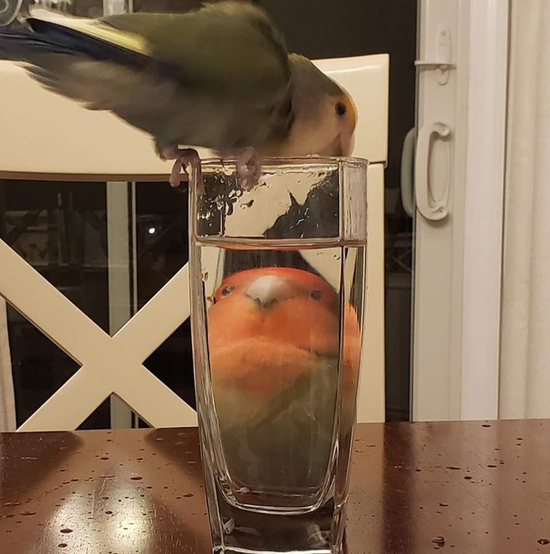 Iam chonky boyy