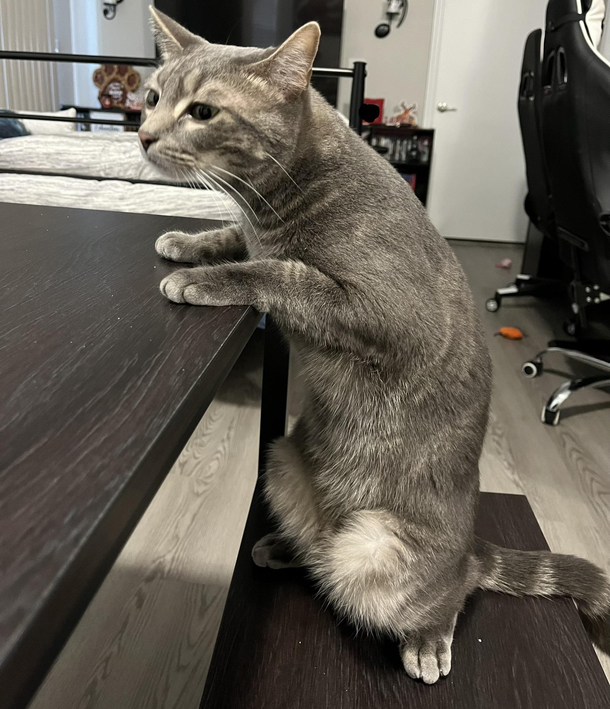 IceCream sitting like a person definitely makes me laugh