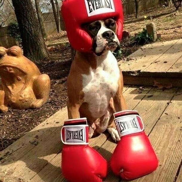 Id rather punch than bark Thats what a proper boxer dog breed means