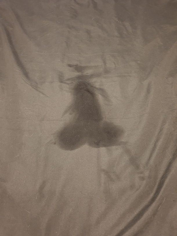 Idk if it belongs here but my cat is sick and puked a penis onto my bed