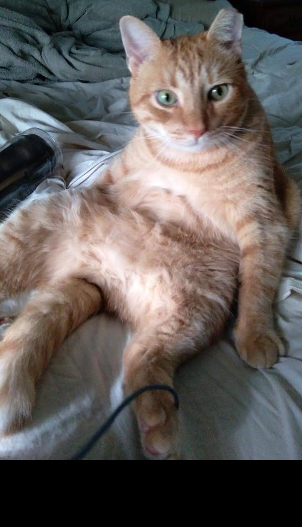 Idk why my cat sits like this but