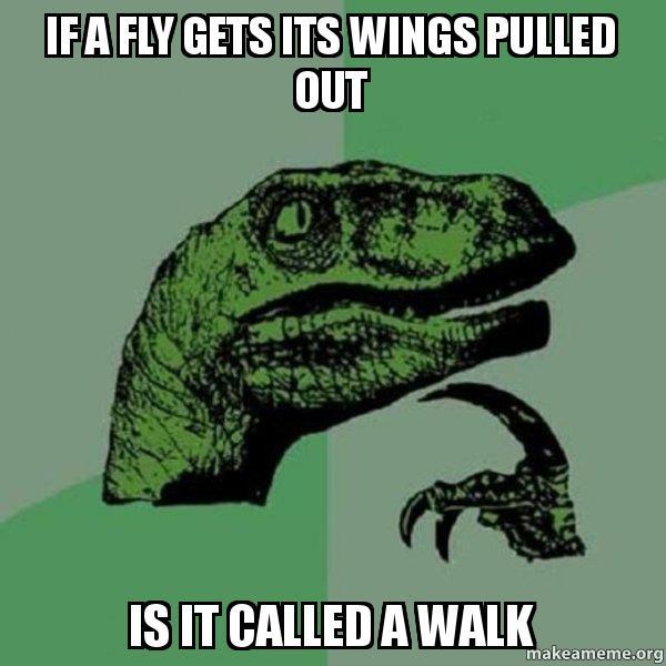 If a fly