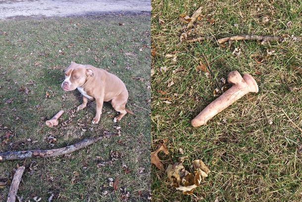 If any of yall are missing a dildo my dog found it
