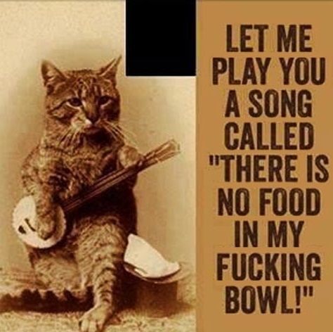If Bob Dylan were a cat