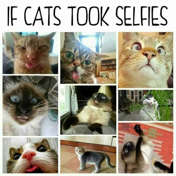 If cats had their own profile pics