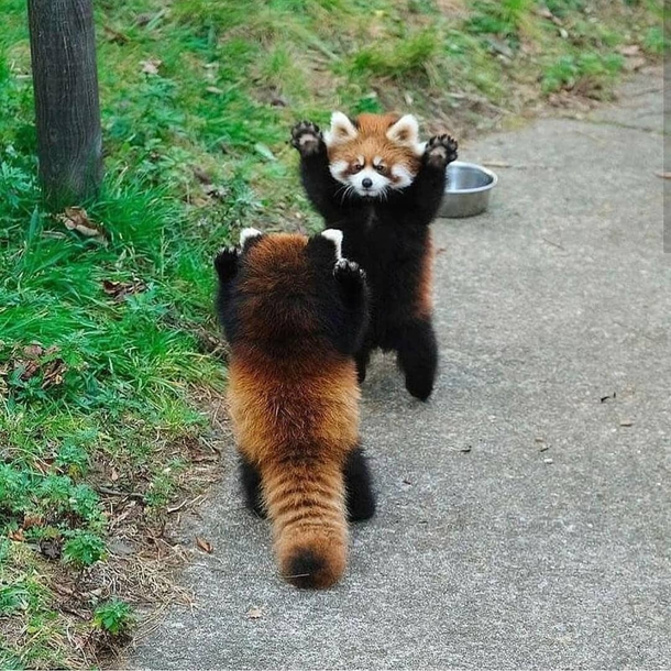 If cornered red panda will stand on its hind legs and extend its claws to appear larger and threatening