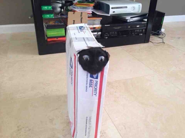 If I fit I ship