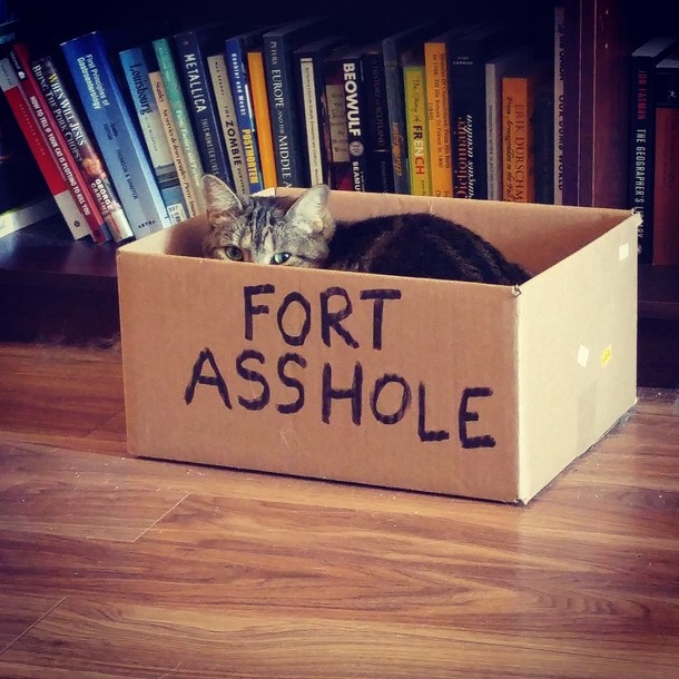 If I fits I sits