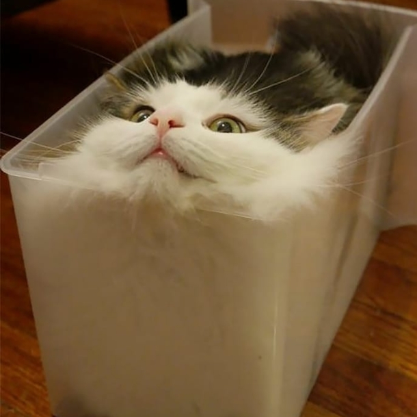 If I fits I SITS