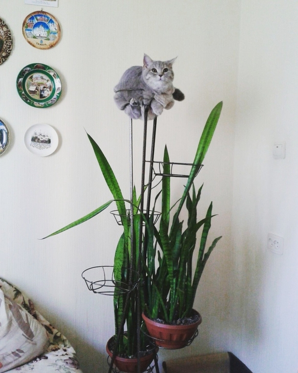If I fits I sits