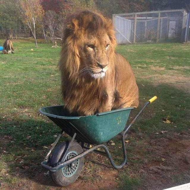 If I fits I sits