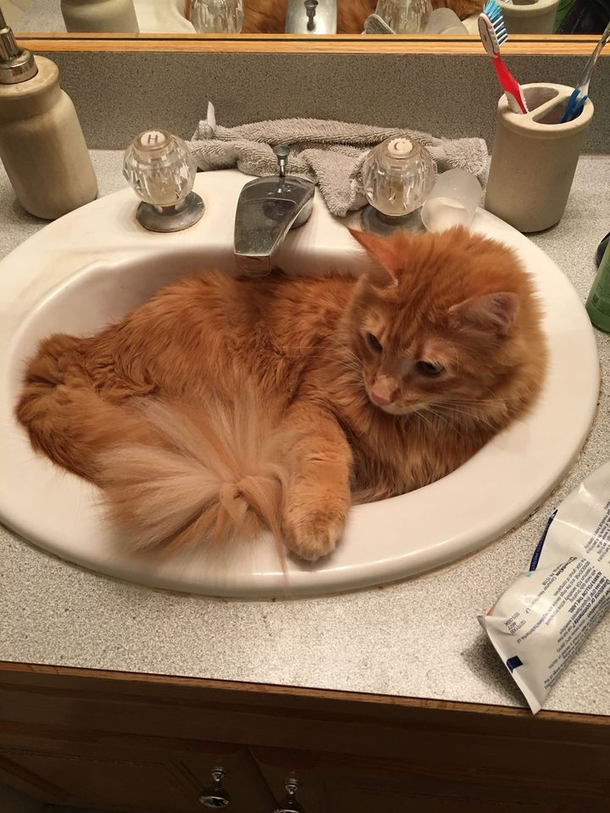 If I fits I sits