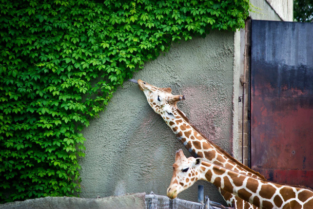 If I Reach It I Eat It