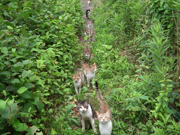 If I turned around and a small army of cats was behind me do u kno how elated I would beIM RULER OF THE KITTIES