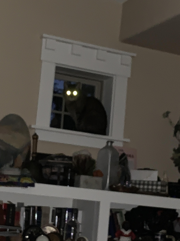 If Im never heard from againit was my moms cat that did it