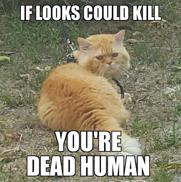 If looks could kill