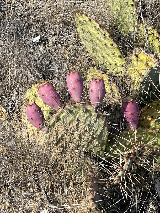 If Mother Nature had gout