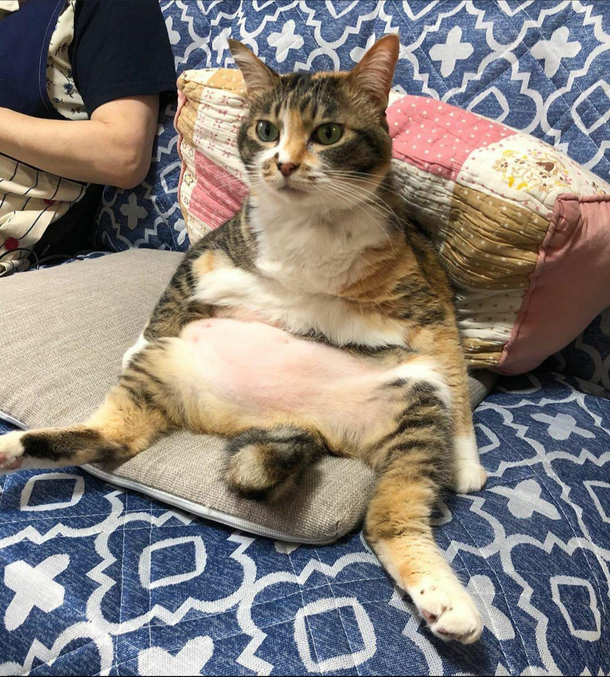 If my dad was a cat