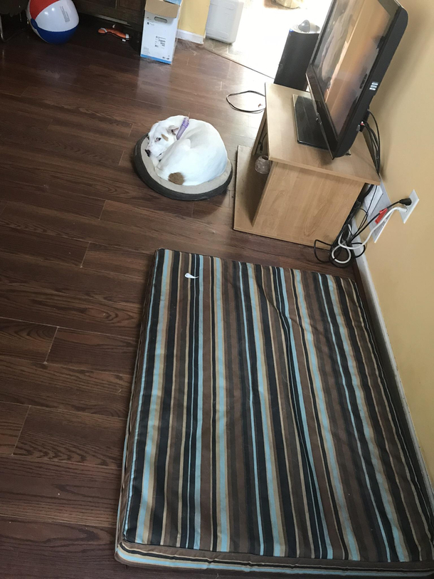 If only my dog had a bed big enough for her