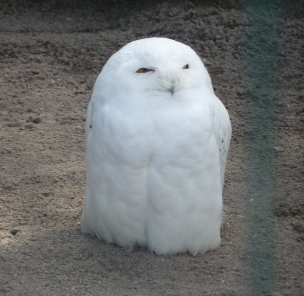 If RD was a bird