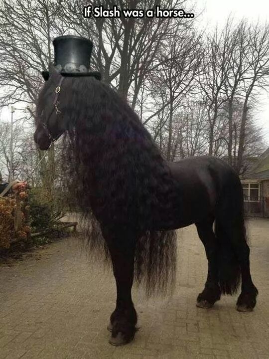 If Slash was a horse