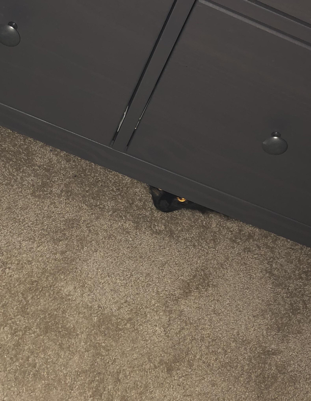 If we are murdered in our sleep it was the cat