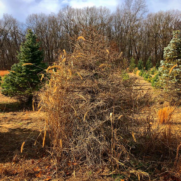 If  were a Christmas tree