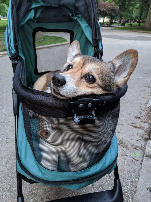 If you are  in Corgi years then you get a stroller