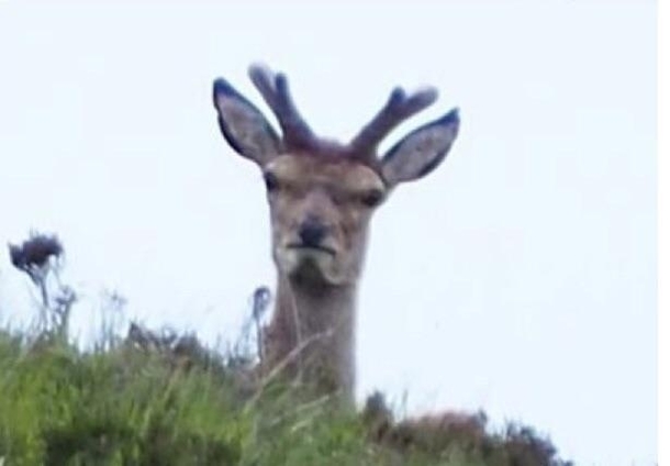 If you ever feeling depressed look at this angry deer