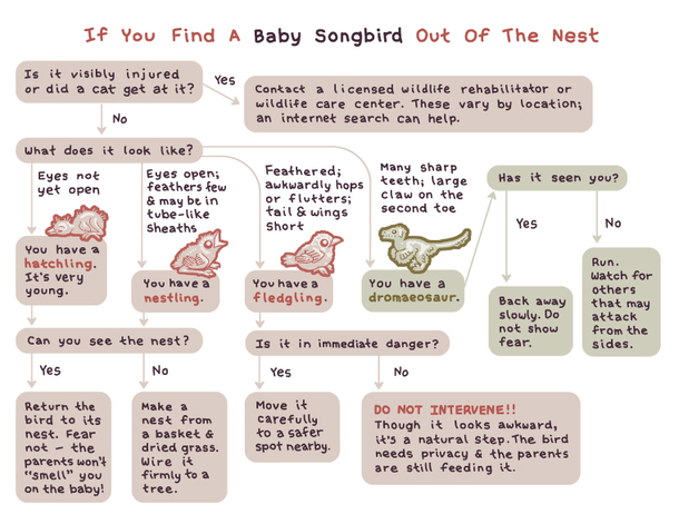 If you find a baby bird make sure its a baby bird