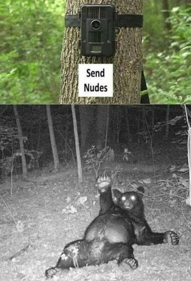 If you go down to the woods tonight