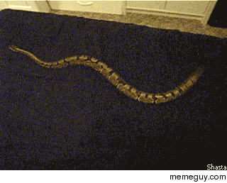 If you put a snake on a bed sheet you can make a snake treadmill Its mesmerising to watch