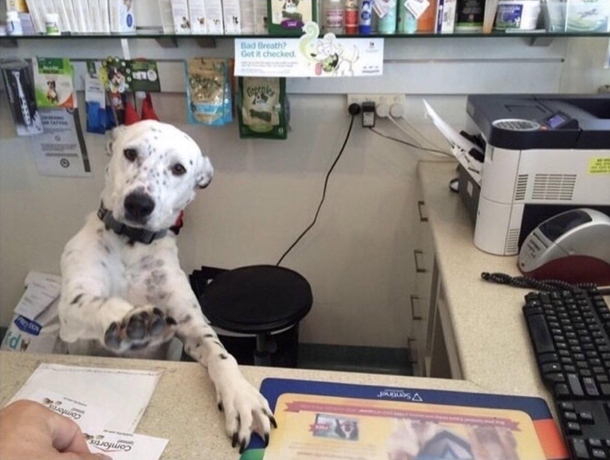 If you wanna get ruff we can settle this in the barking lot