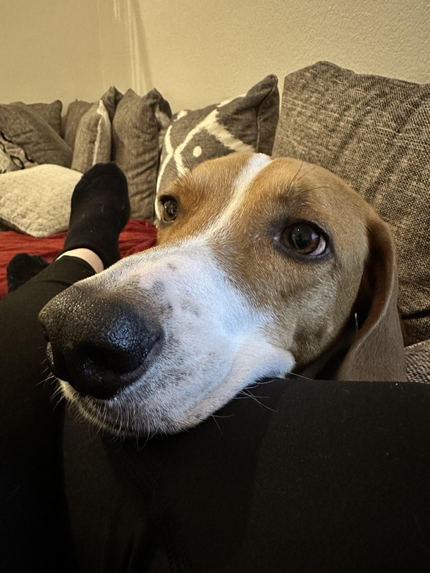 If youre having a bad day heres a pic of my dogs very large snout