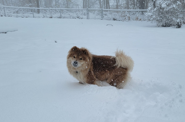 If youre having a bad day just think At least I dont have to drag my wiener through the snow every time I have to take a dump