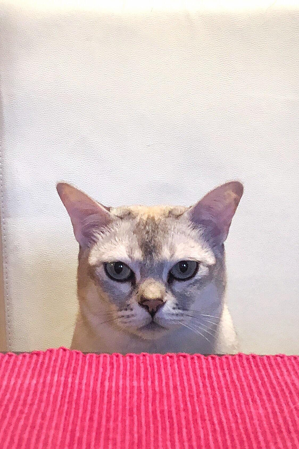 If youre trying to lose weight feel free to borrow my cat She sits opposite me at mealtimes and does this face Works wonders for the waistline