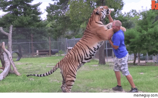 If youve ever wondered just how big Siberian tigers are