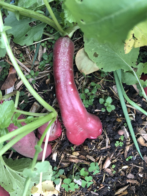 If youve ever wondered what happens if you forget to pick a radish wonder no more Found this in the garden today