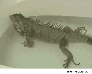 Iguana fart
