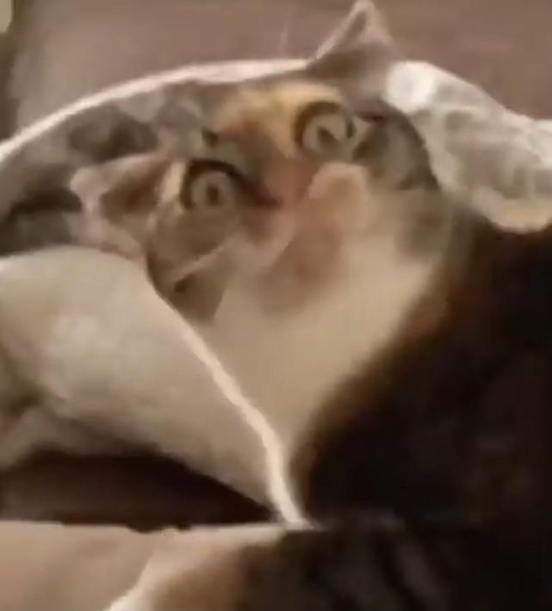 Ill just leave this calm kitty here 
