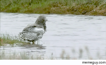 Ill just swim instead