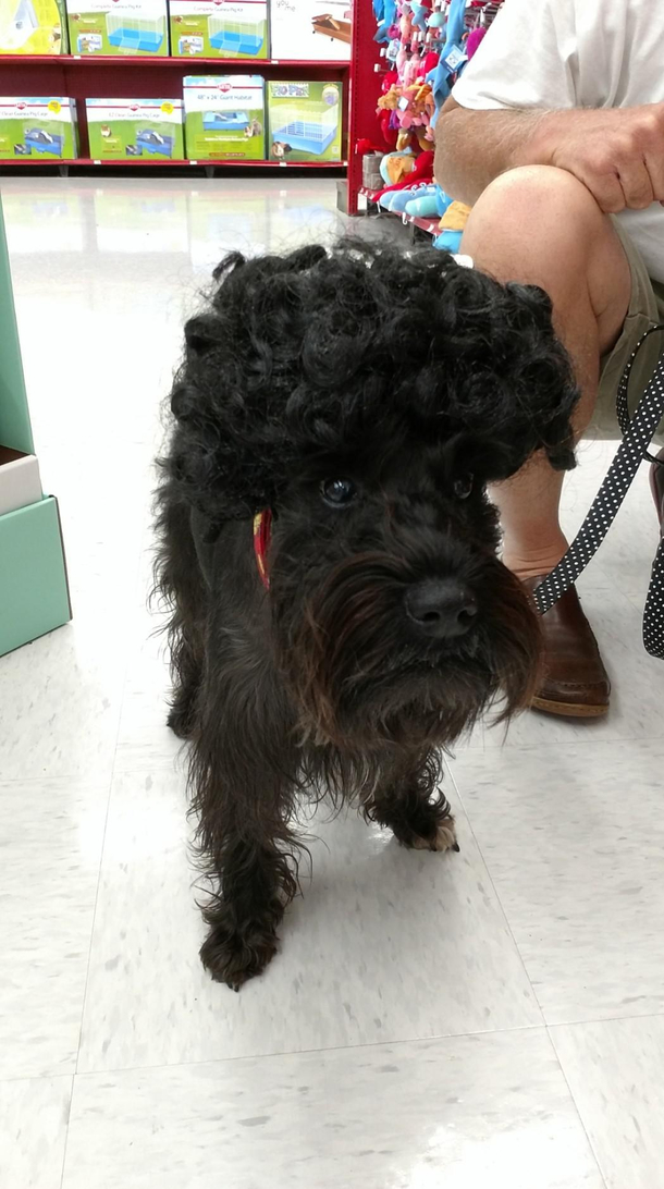 Ill never get over how funny my dog looks in a wig