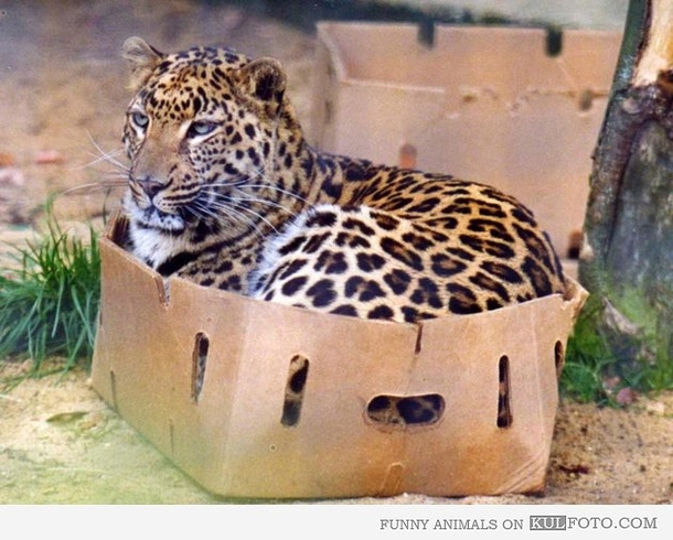 Im a cat too